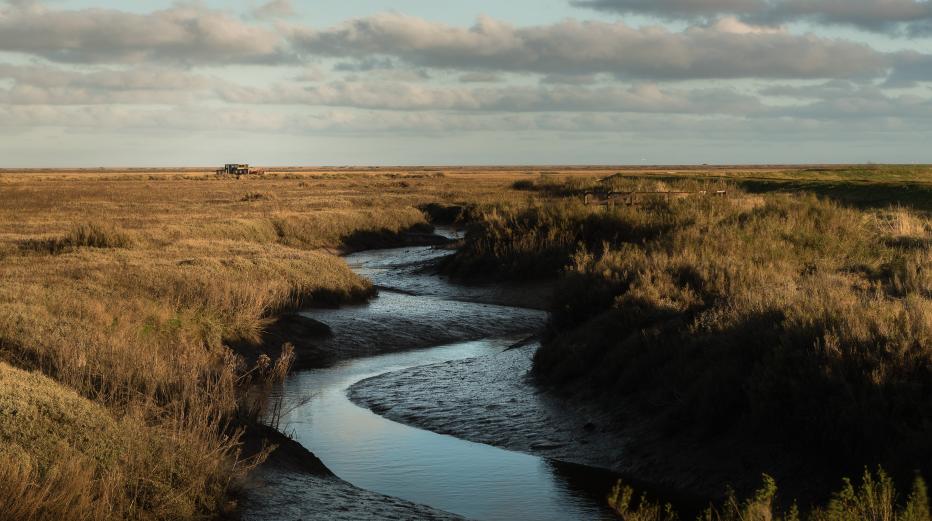 Saltmarshes